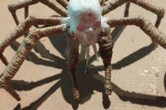 Grosse-Spinne-2025-03
