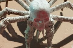 Grosse-Spinne-2025-04