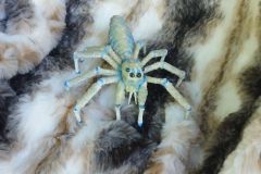 Grosse-Spinne-2025-07