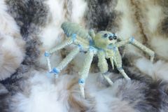 Grosse-Spinne-2025-08
